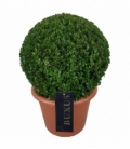 Buxus