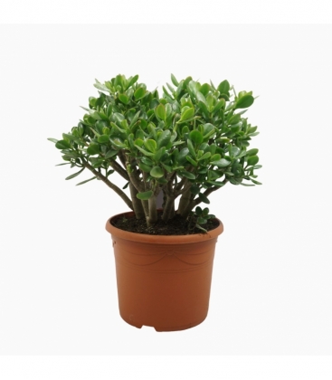 Crassula