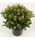 Skimmia