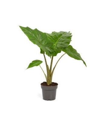 Alocasia