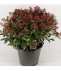 Skimmia