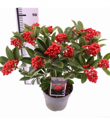 Skimmia