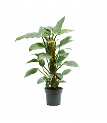 Philodendron