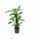 Philodendron