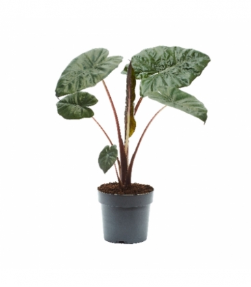 Alocasia