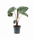 Alocasia