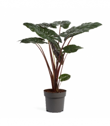 Alocasia