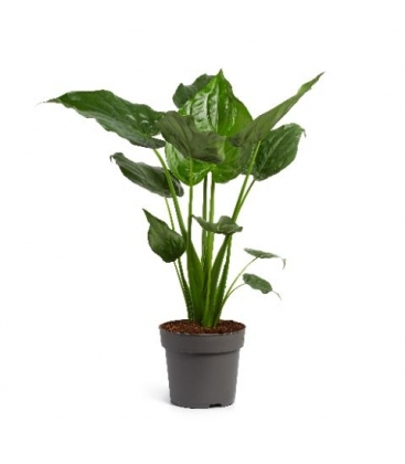 Alocasia