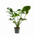 Philodendron