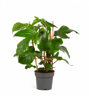 Philodendron