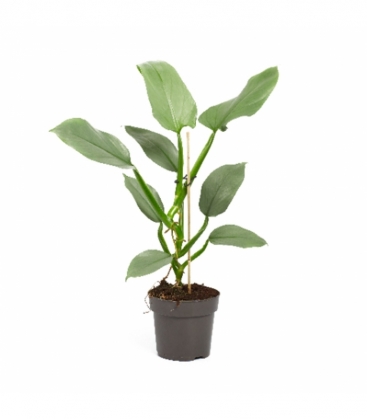 Philodendron