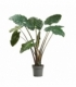 Alocasia