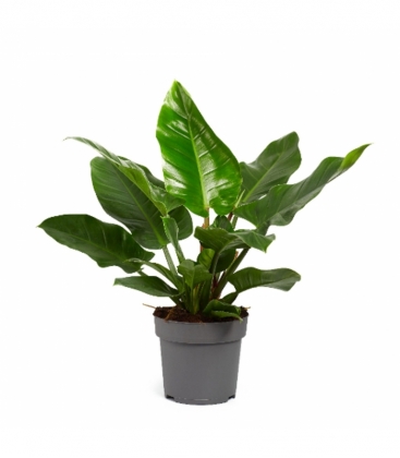 Philodendron