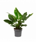 Philodendron