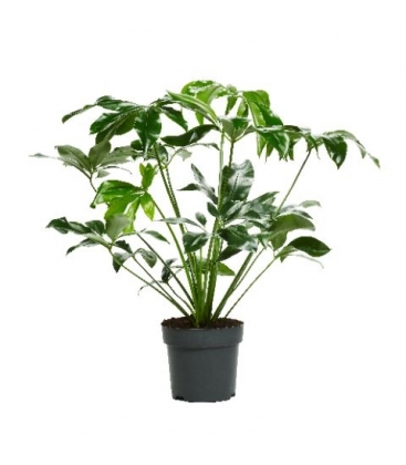 Philodendron