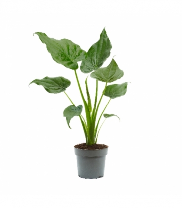 Alocasia