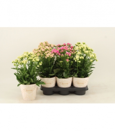 Kalanchoe