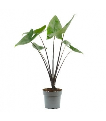 Alocasia