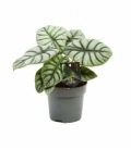 Alocasia