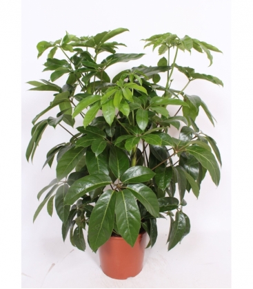 Schefflera