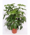 Schefflera