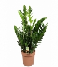 Zamioculcas