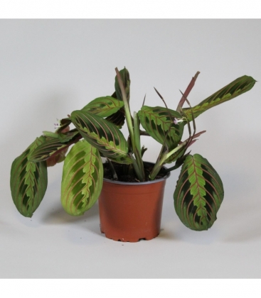 Maranta