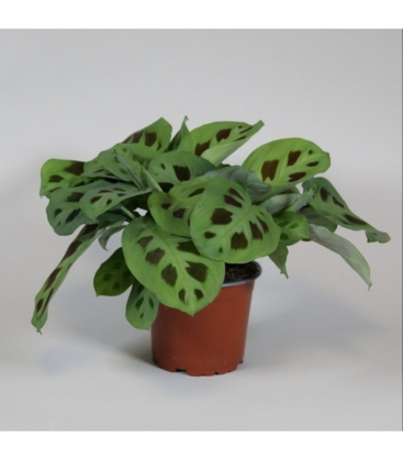 Maranta