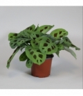 Maranta