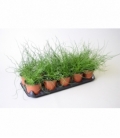 Juncus