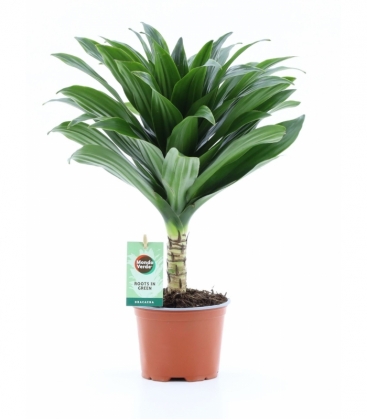 Dracaena