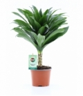 Dracaena