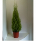 Cupressus