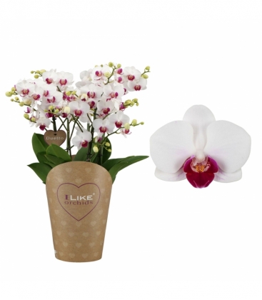 Phalaenopsis