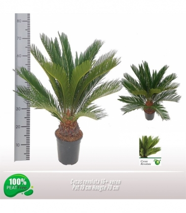 Cycas