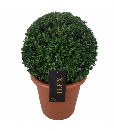 Ilex