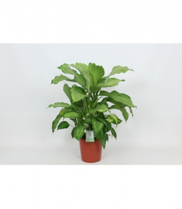 Dieffenbachia