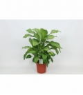 Dieffenbachia