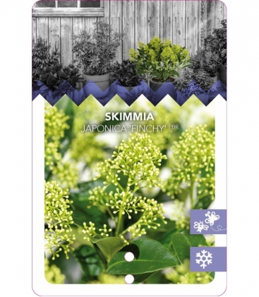 Skimmia