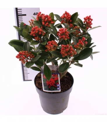 Skimmia