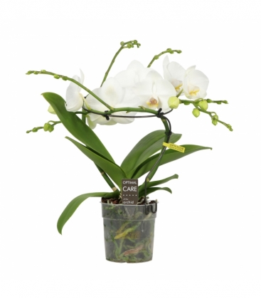 Phalaenopsis