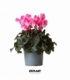 Cyclamen