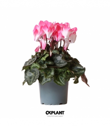 Cyclamen