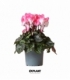 Cyclamen