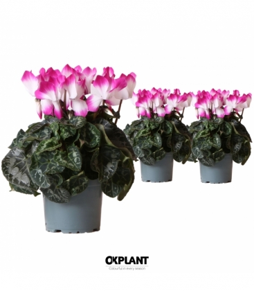 Cyclamen