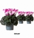 Cyclamen