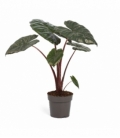 Alocasia