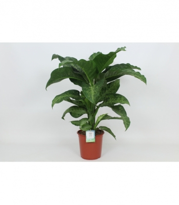 Dieffenbachia