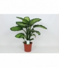 Dieffenbachia