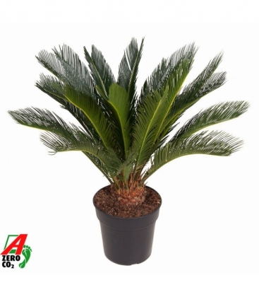 Cycas